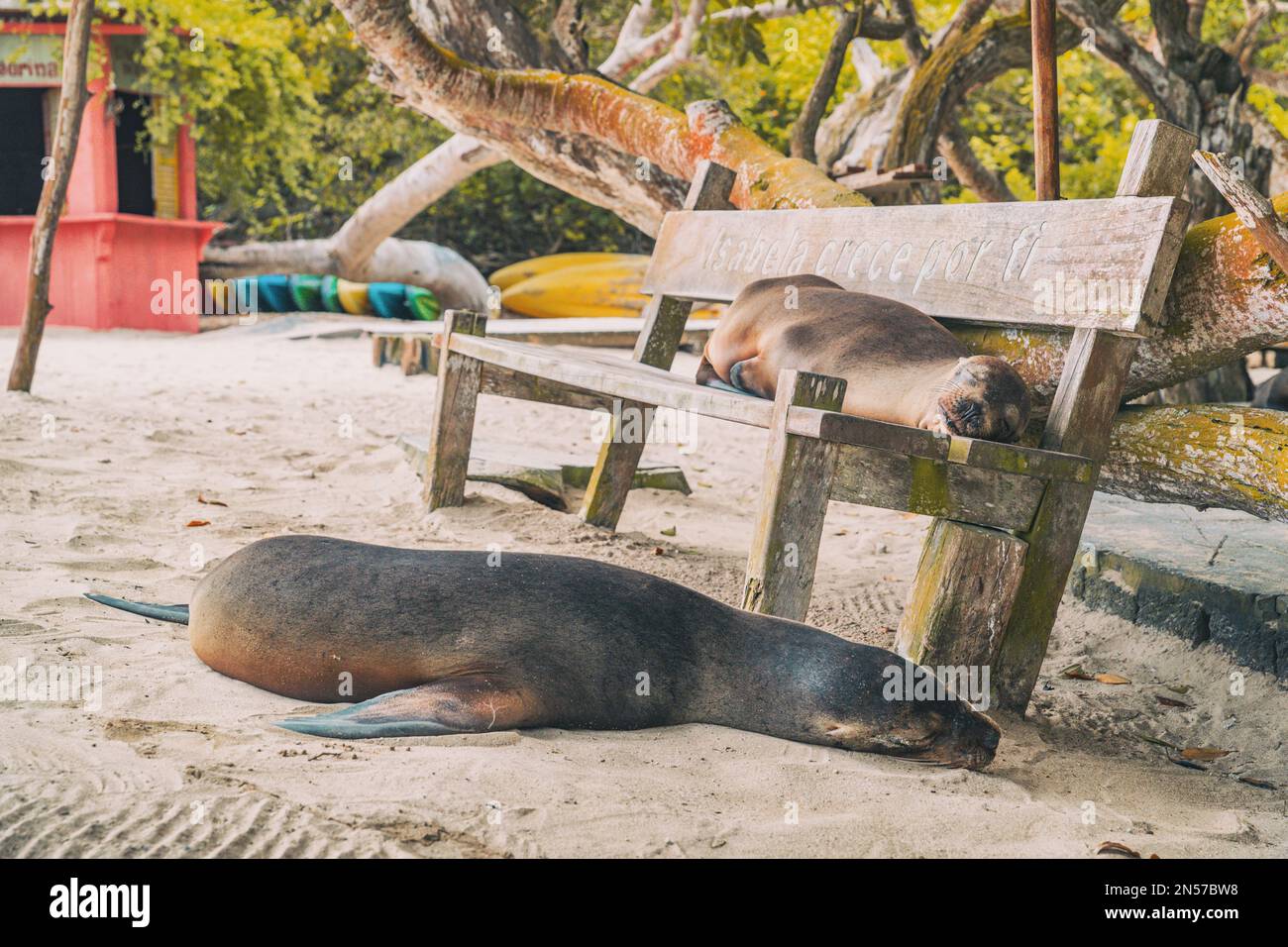 Galapagos sea lions sleeping on city bench in Puerto Villamil, Isabela island, Islas Galapagos travel destination Stock Photo