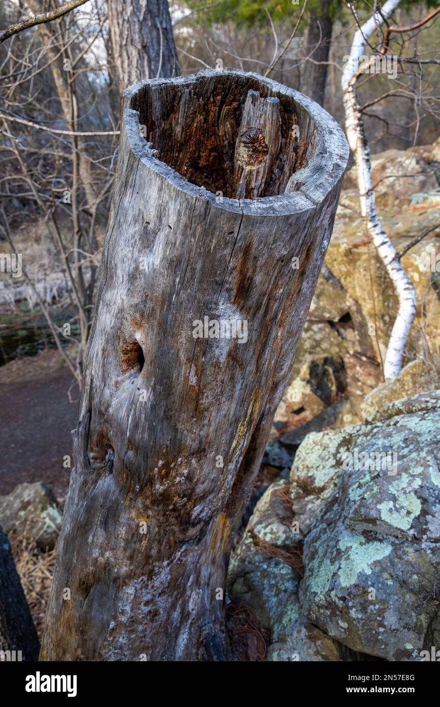 Old hollowed out log in Interstate State Park on a spring day in Taylors Falls, Minnesota USA. Stock Photo