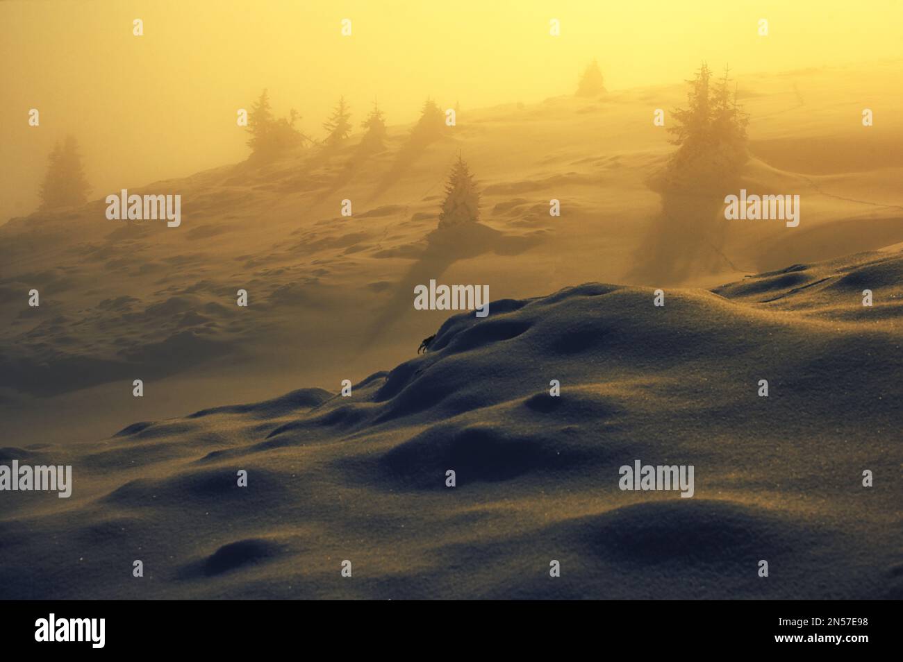Trees in winter mist hi-res stock photography and images - Alamy