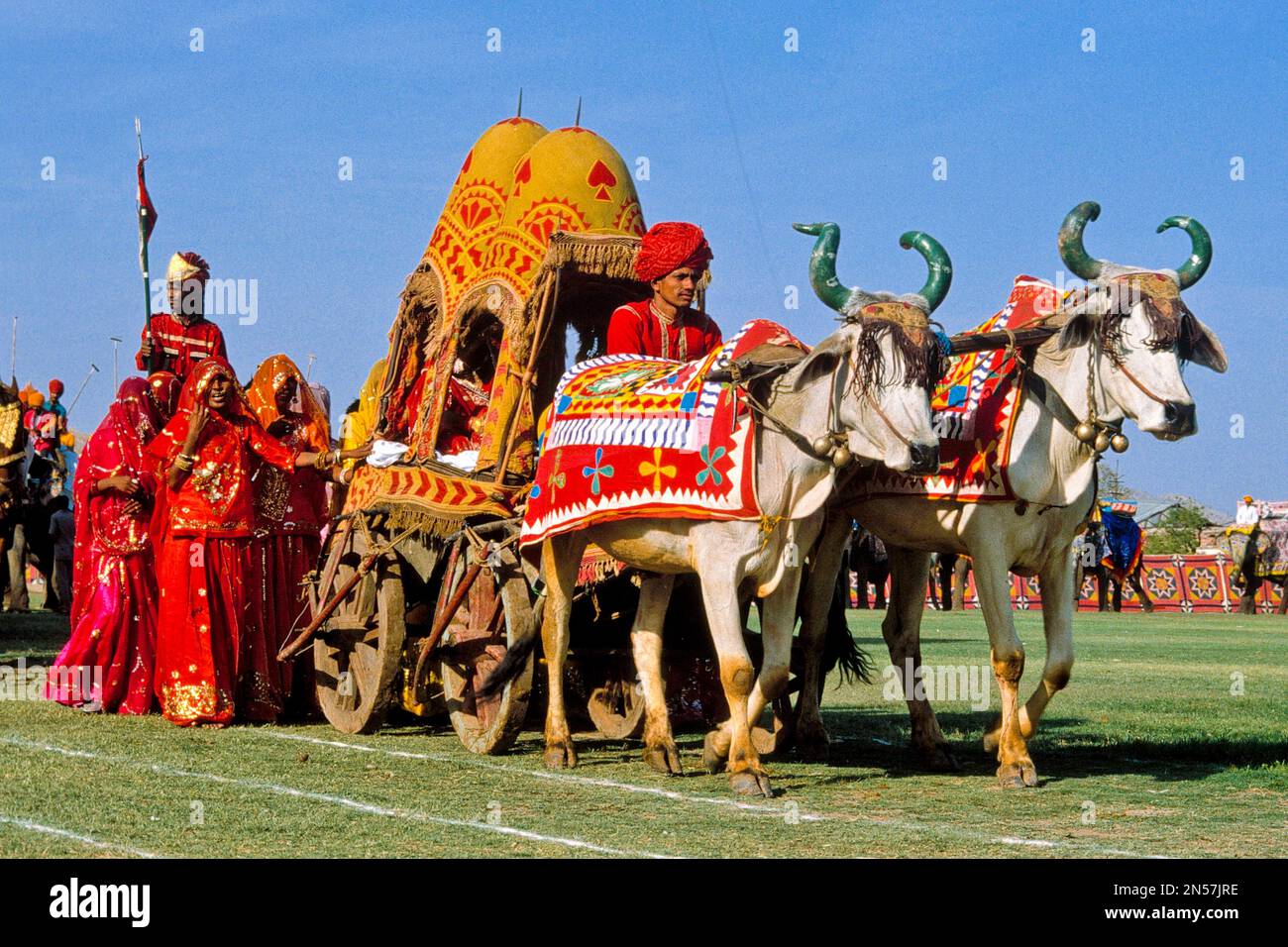 elephant holi
