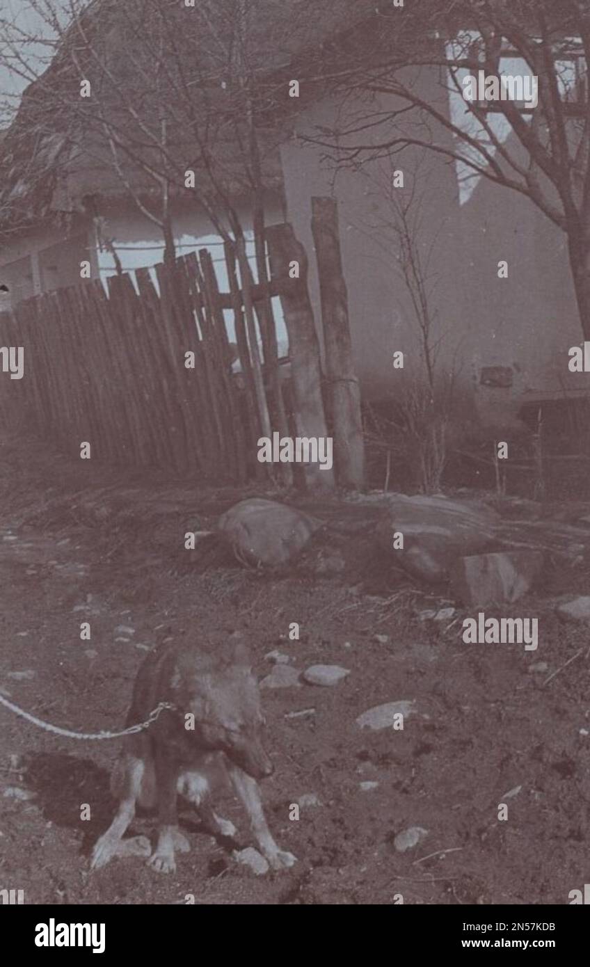 Chaining dogs hires stock photography and images Alamy