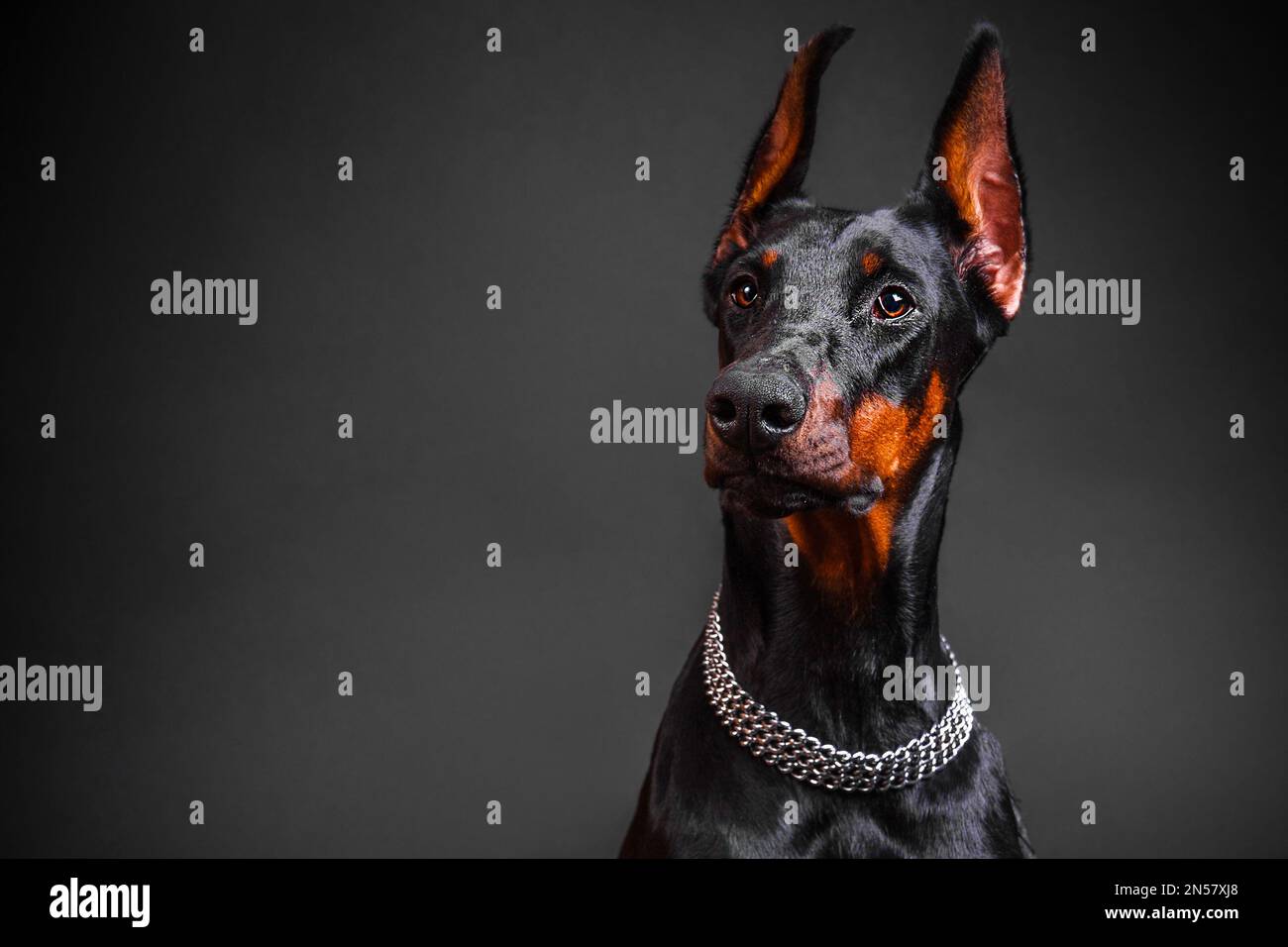 beautiful Doberman breed dog on a dark background Stock Photo