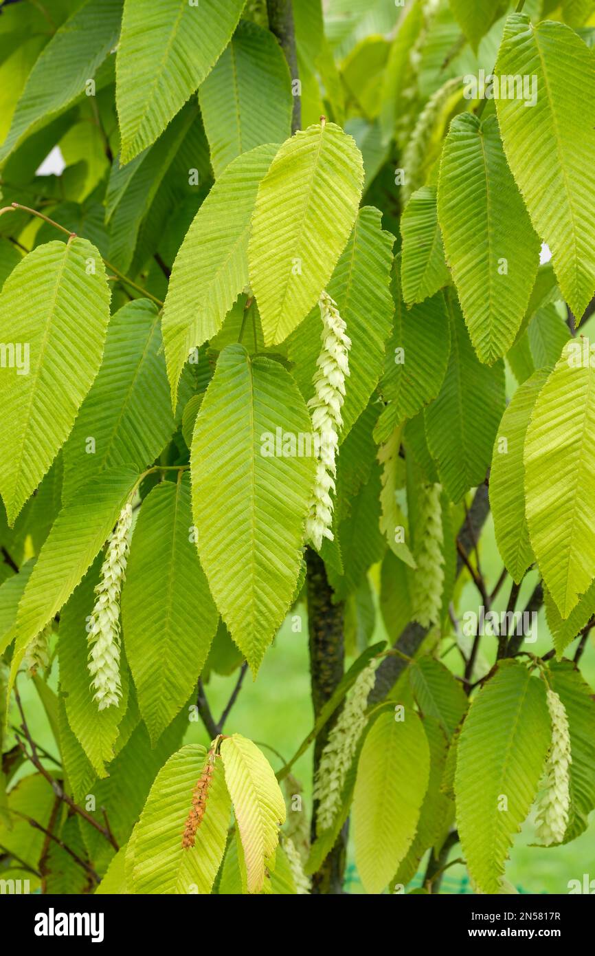 Carpinus wilsoniana, Monkeytail Hornbeam, Fang's hornbeam, oval, double-toothed leaves, pale green catkins Stock Photo