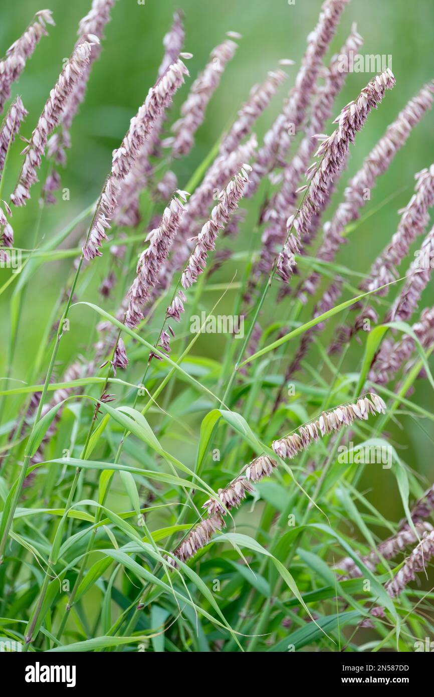 Melica altissima Atropurpurea, dark purple Siberian melic, deciduous perennial grass, single-sided raceme-like panicles of purple spikelets Stock Photo