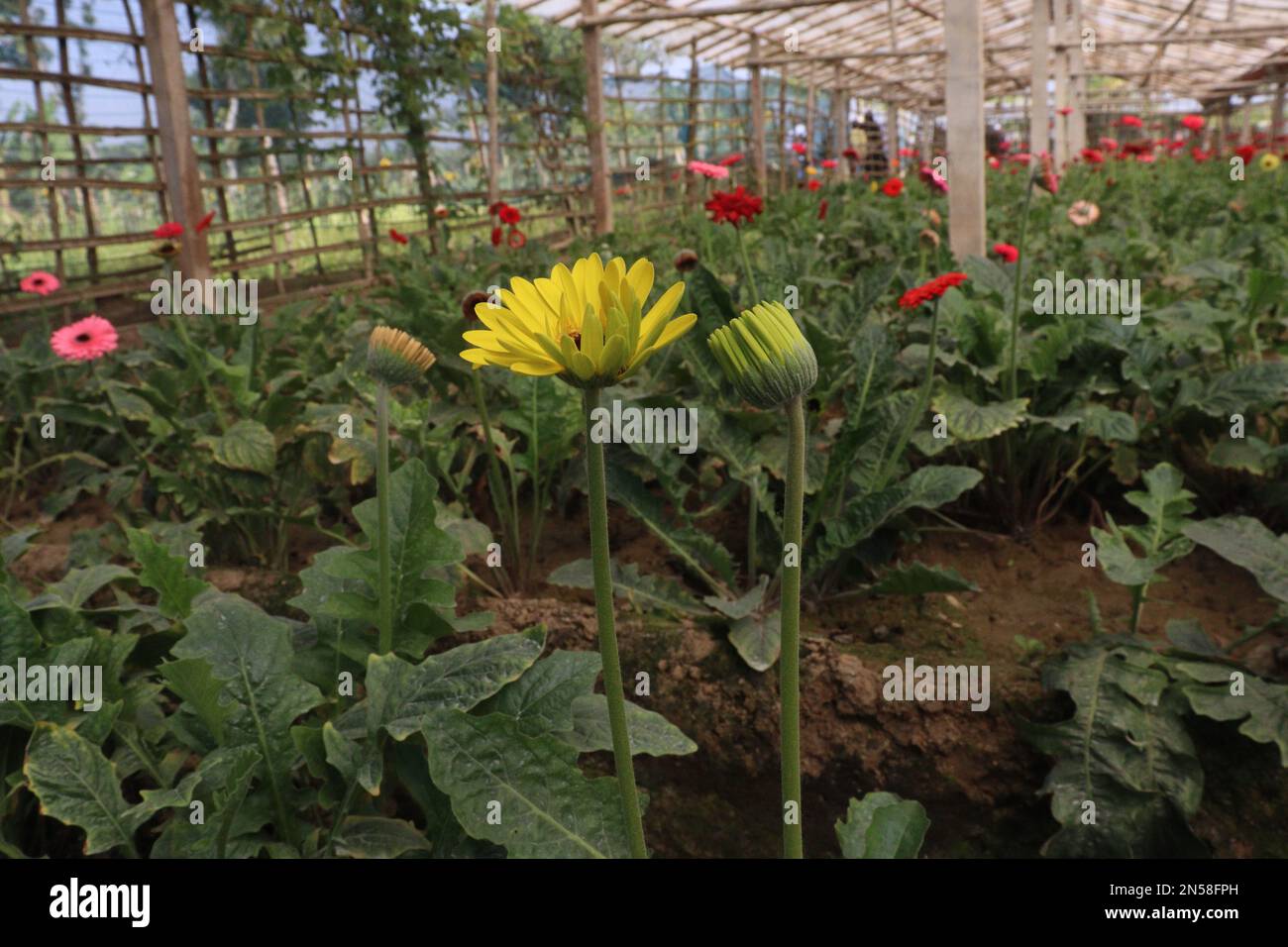 multiple colored gerbera flower on farm for harvest are cash crops