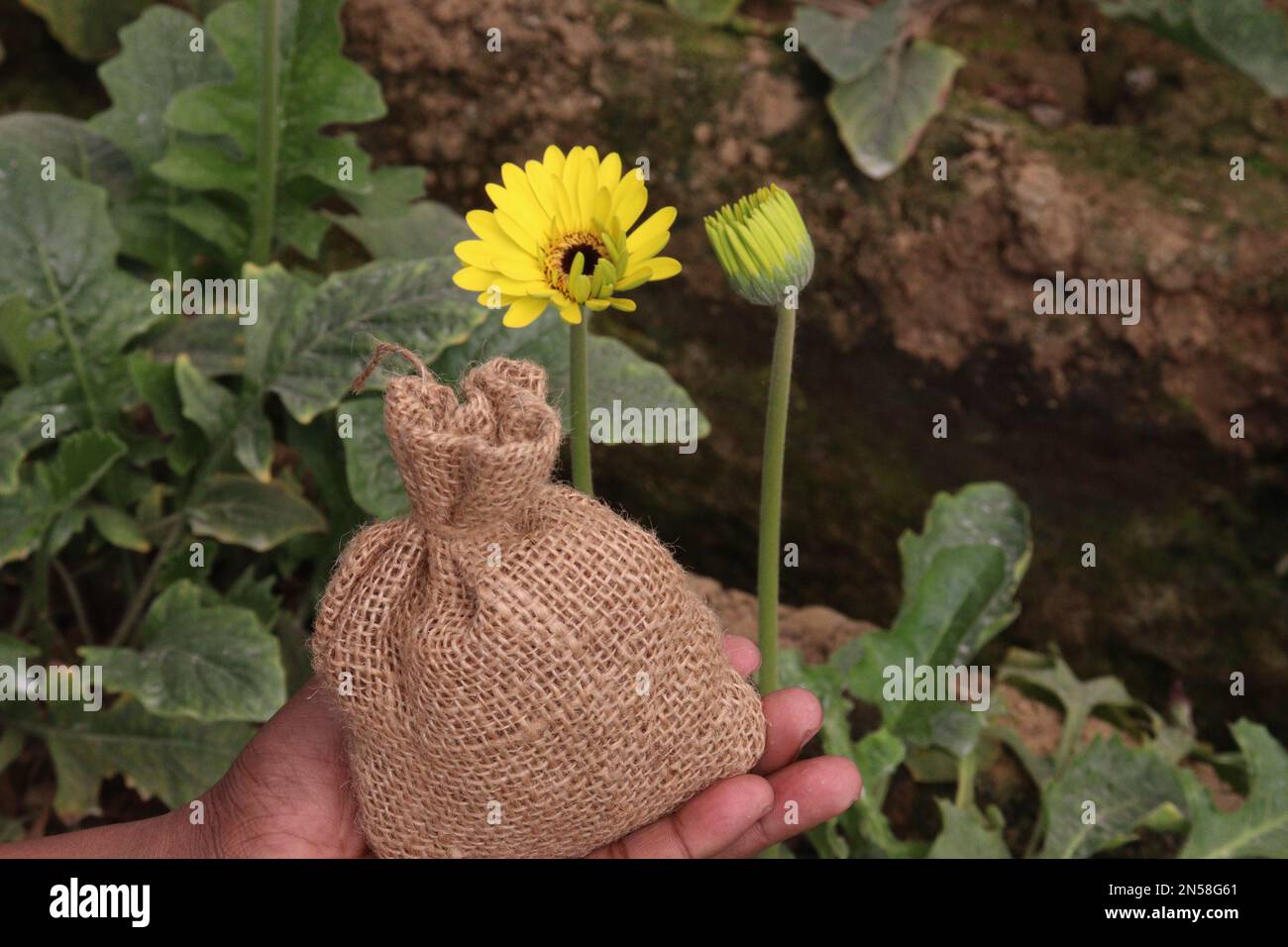 pink colored gerbera flower with money bag on farm for harvest are cash