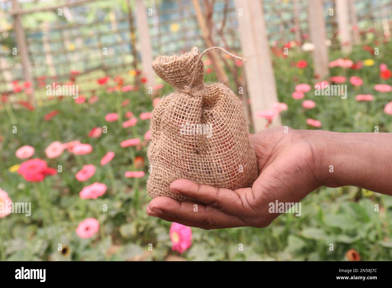 pink colored gerbera flower with money bag on farm for harvest are cash