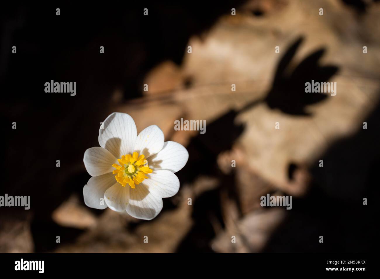 Bloodroot casting its shadow on the ground next to it on a spring day in Taylors Falls, Minnesota USA. Stock Photo