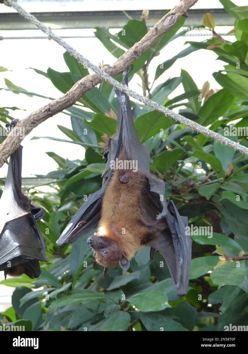 A vertical closeup of a funny bat hanging from a tree branch at daytime