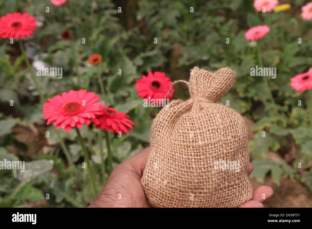 pink colored gerbera flower with money bag on farm for harvest are cash