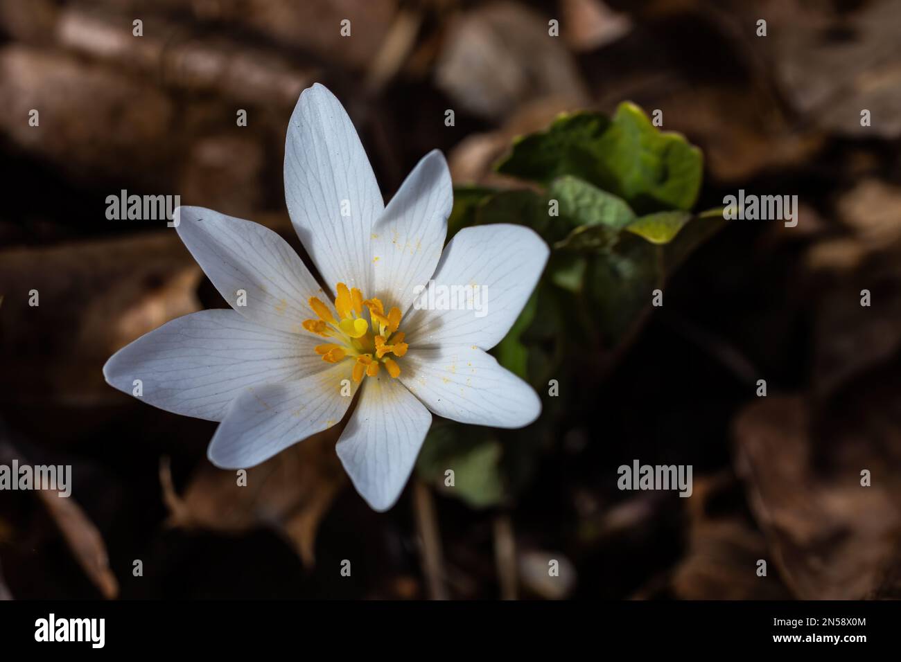 Bloodroot wildflower found growing in the woods in the spring in Taylors Falls, Minnesota USA. Stock Photo