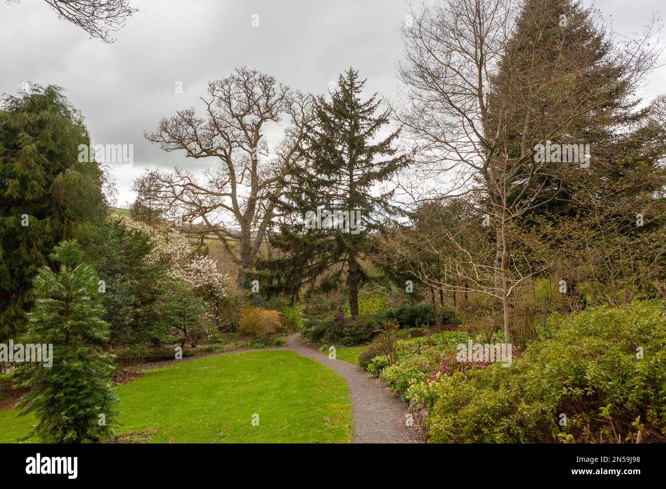 Pathway through the Woodland Garden, RHS Rosemoor, Devon, UK Stock ...