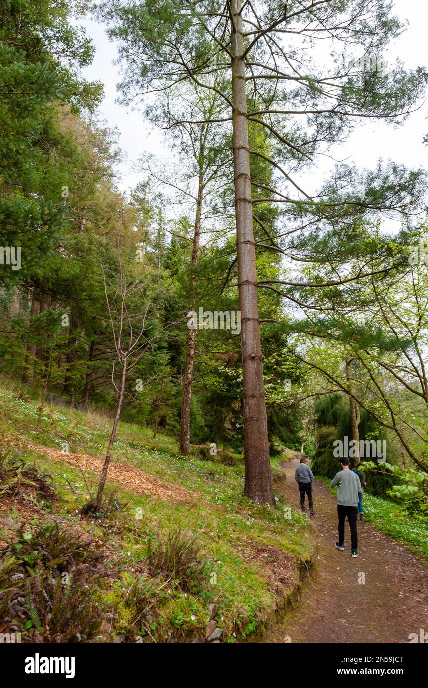 Pathway through the Woodland Garden, RHS Rosemoor, Devon, UK Stock ...