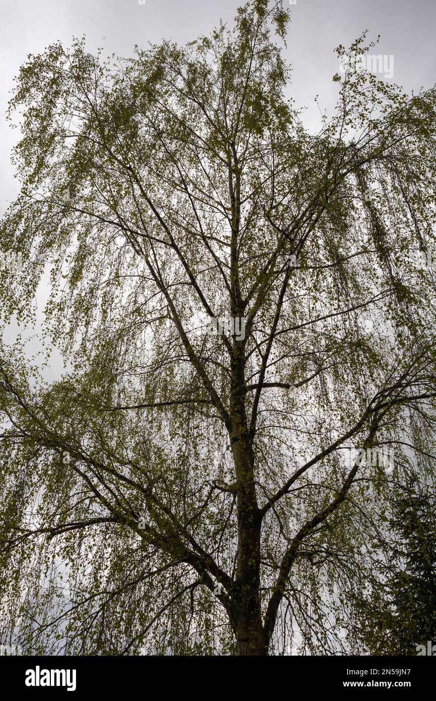 Silver Birch Rhs Silver Birch tree (Betula pendula) in RHS Rosemoor, Devon, UK: near ...
