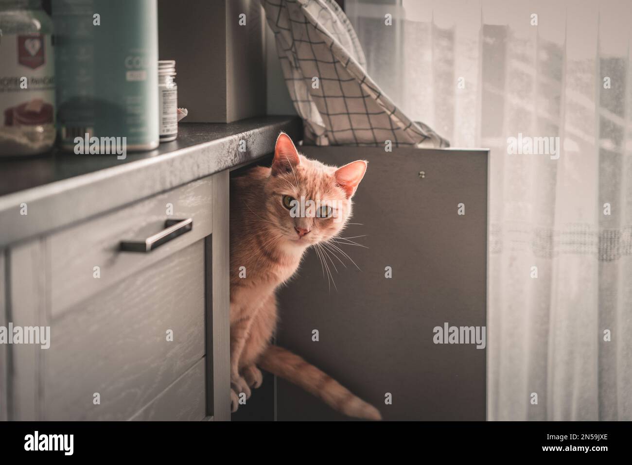 A cute fluffy ginger cat hiding in a kitchen Stock Photo Alamy