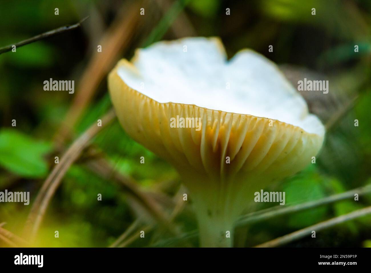 A closeup shot of Hygrophorus hypothejus mushroom in a forest Stock Photo