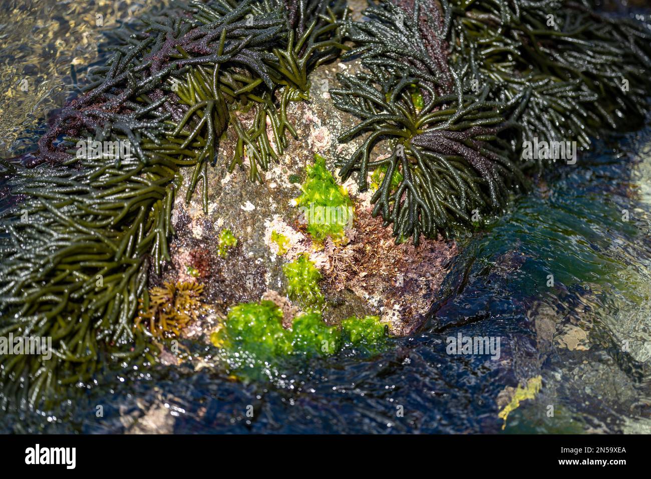 Bull kelp seaweed growing on rocks. Edible sea weed ready to harvest in ...