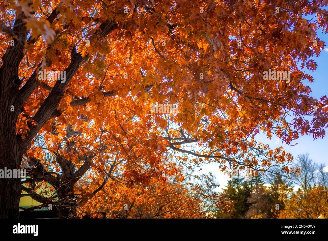 Aerial view dense autumn forest hi-res stock photography and images - Alamy