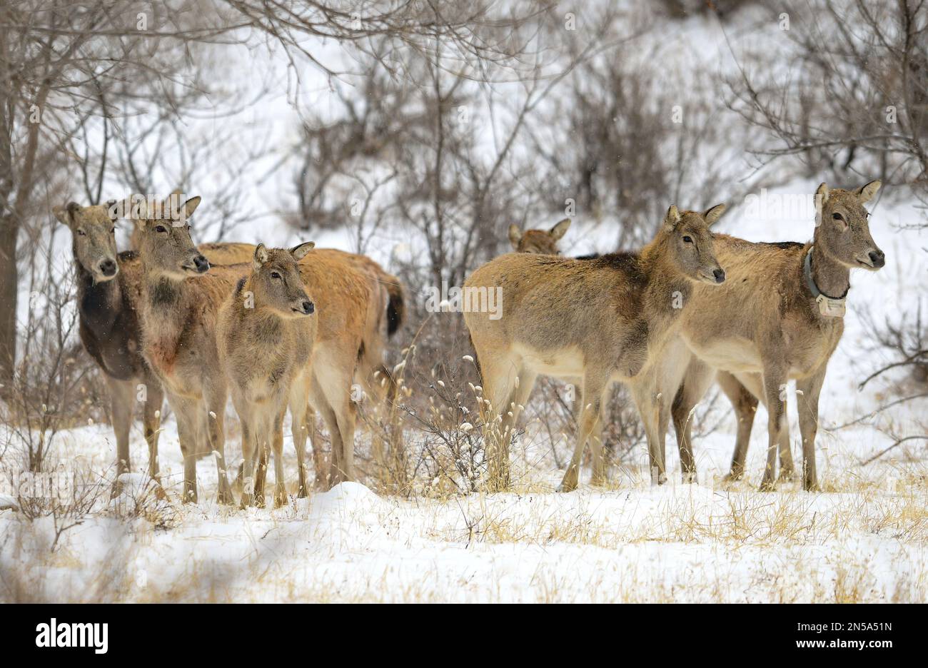 HOHHOT, CHINA - FEBRUARY 9, 2023 - Elk look through snow at Daqingshan
