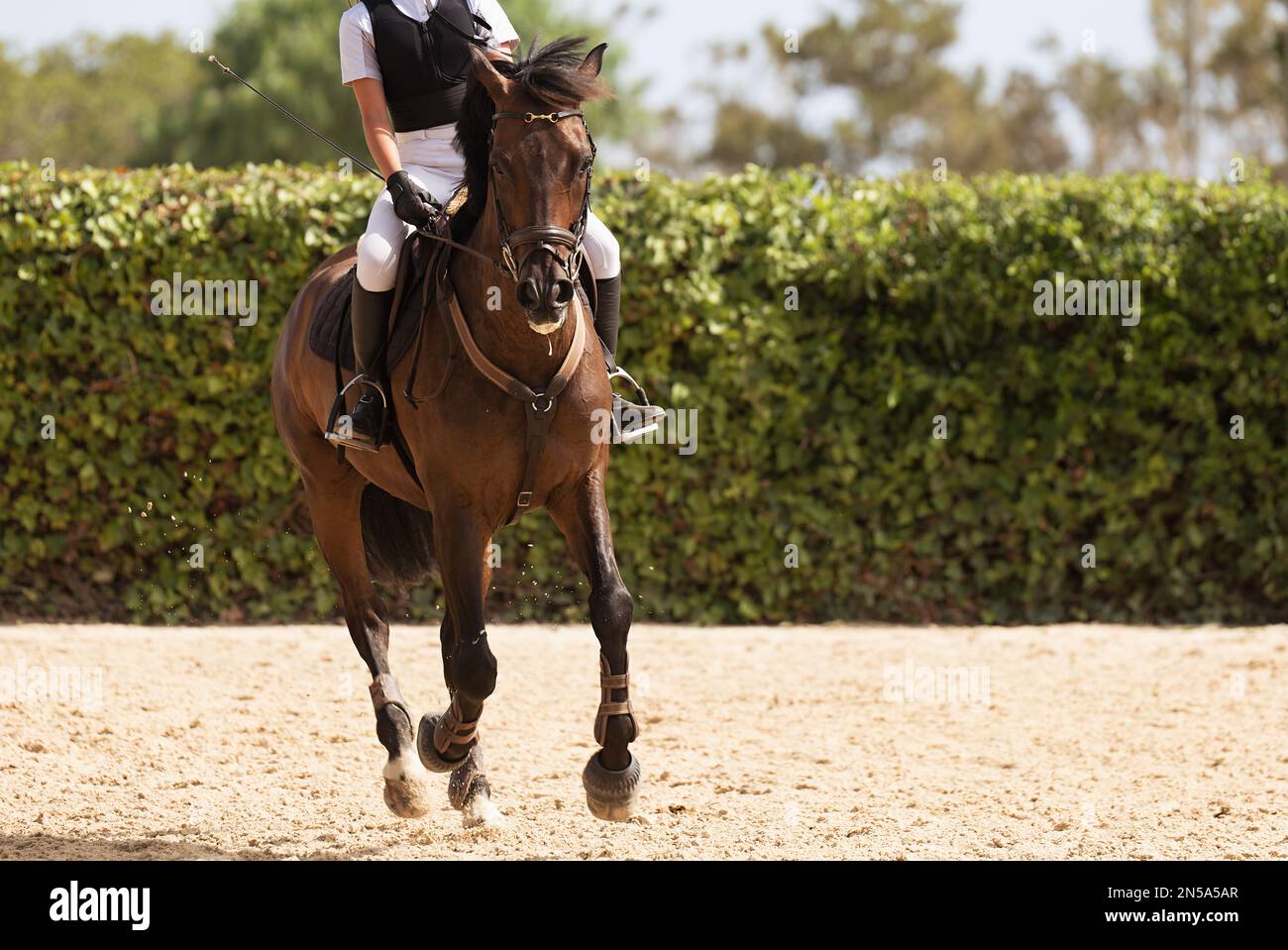 Kid ride horse. Horseback riding lesson for young jockey in equestrian