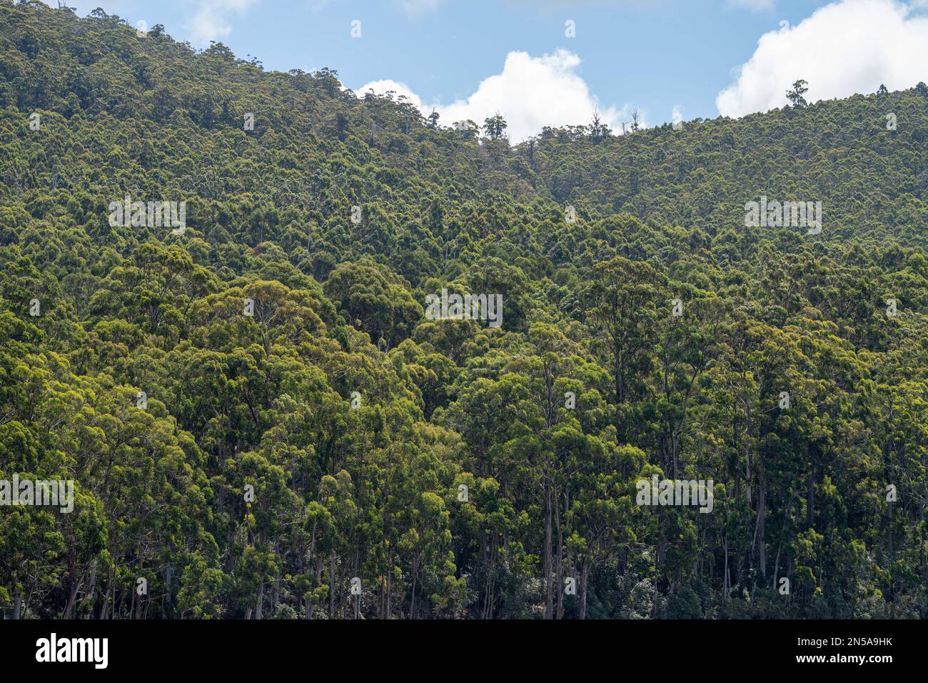 gumtree forest growing in the australian bush in tasmania Stock Photo