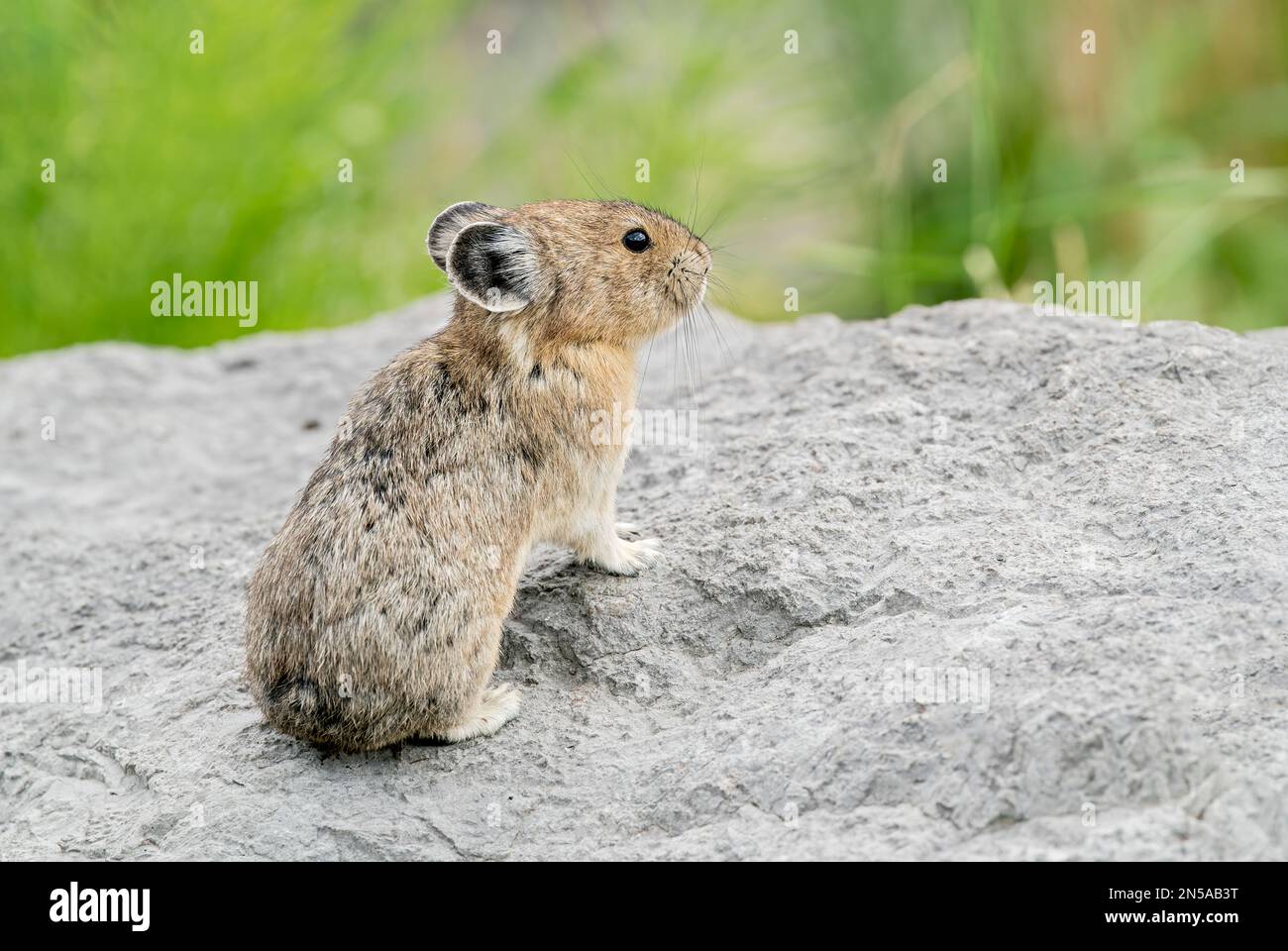 Pika pikas adult hi-res stock photography and images - Alamy