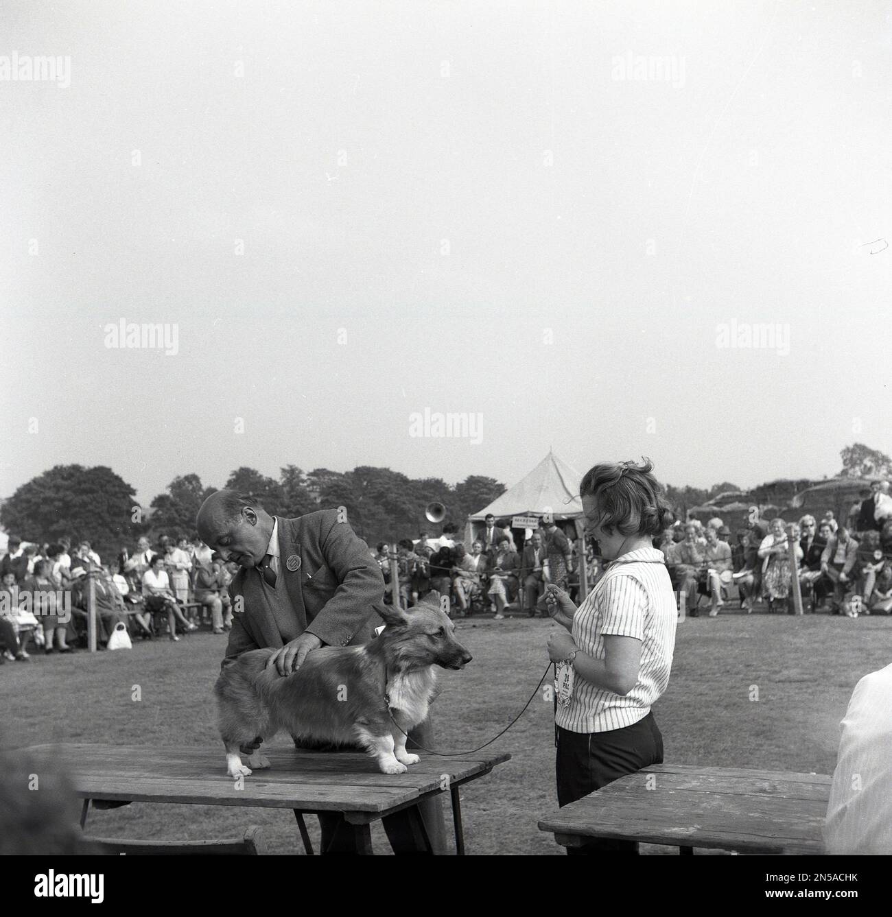 1963, historical, a judge inspecting a lady's small dog, at a dog show, England, UK. Stock Photo