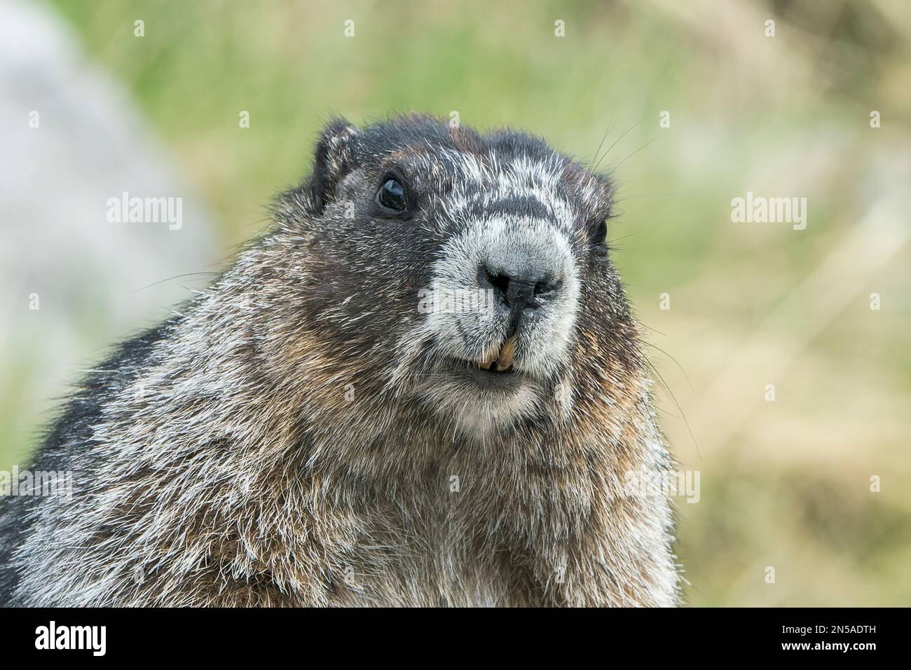 Alaska's Pika Township & Marmot Village