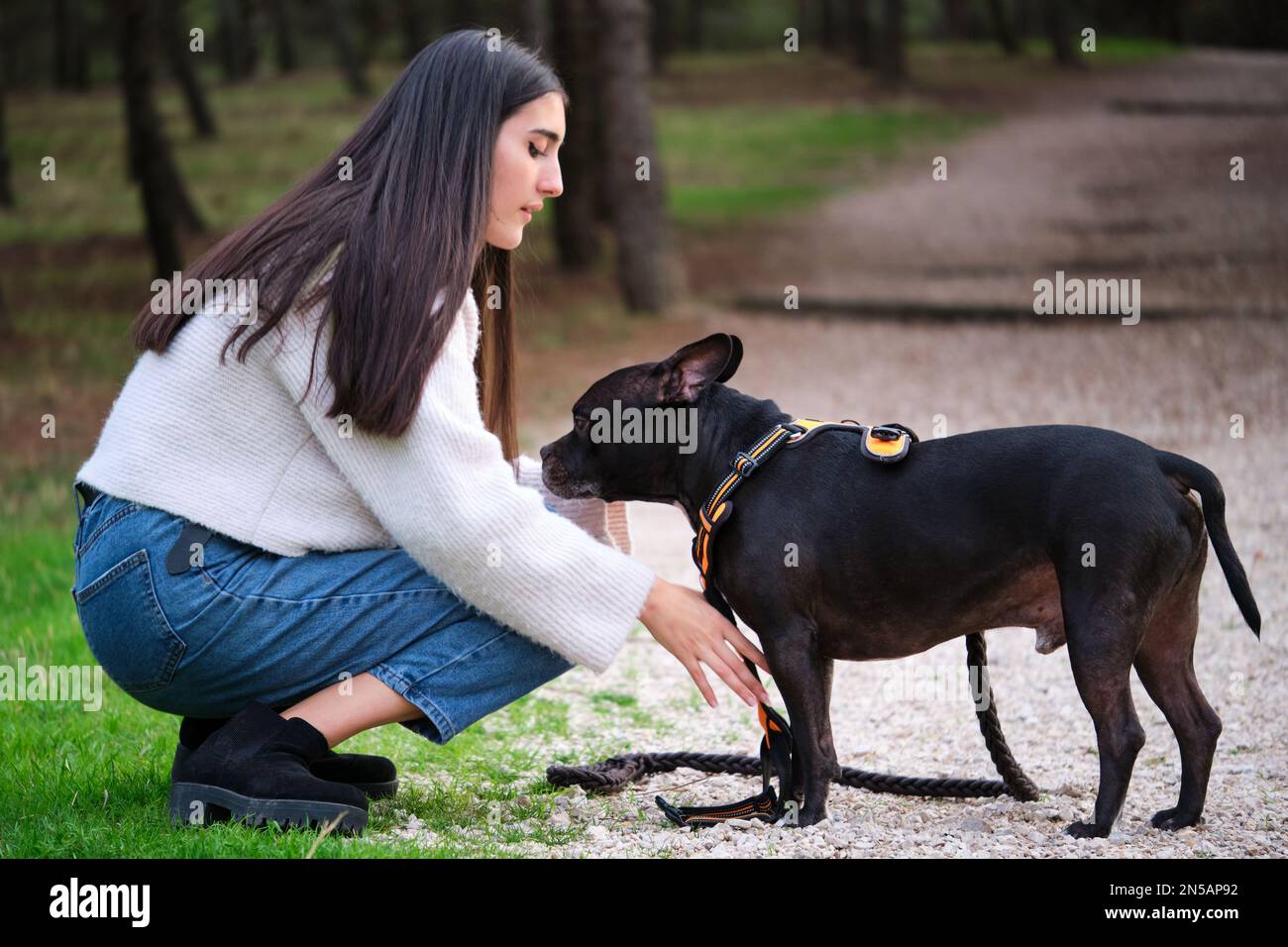 Putting on dog harness hi-res stock photography and images - Alamy