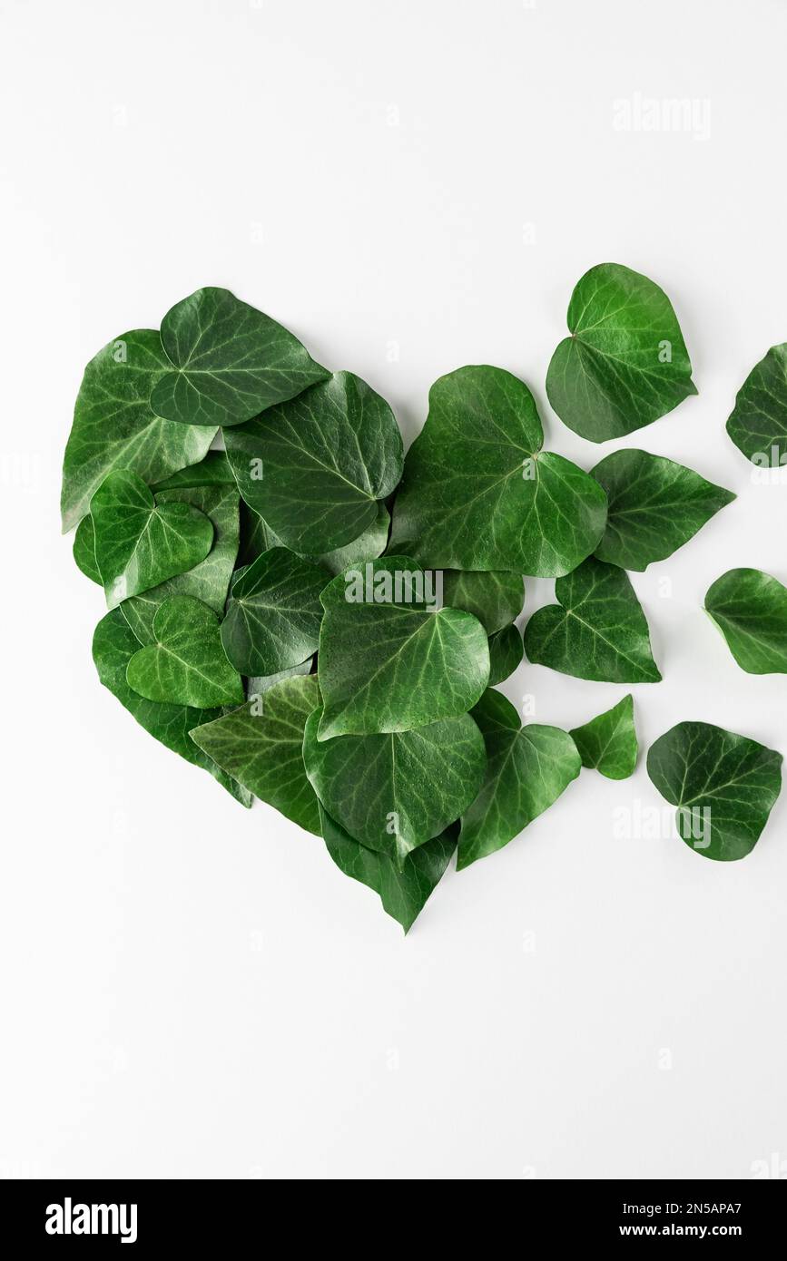 Heart shape green leaves on white background. Love or Valentines concept. Minimal flat lay. Top view. Vertical orientation. Nature or eco background. Stock Photo
