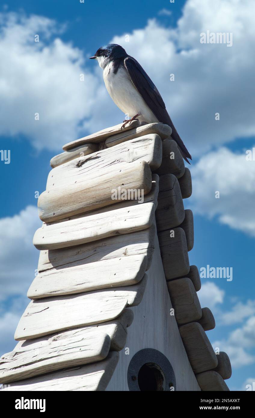 A vertical closeup of a Chilean swallow (Tachycineta leucopyga) on a nest against blurred sky Stock Photo