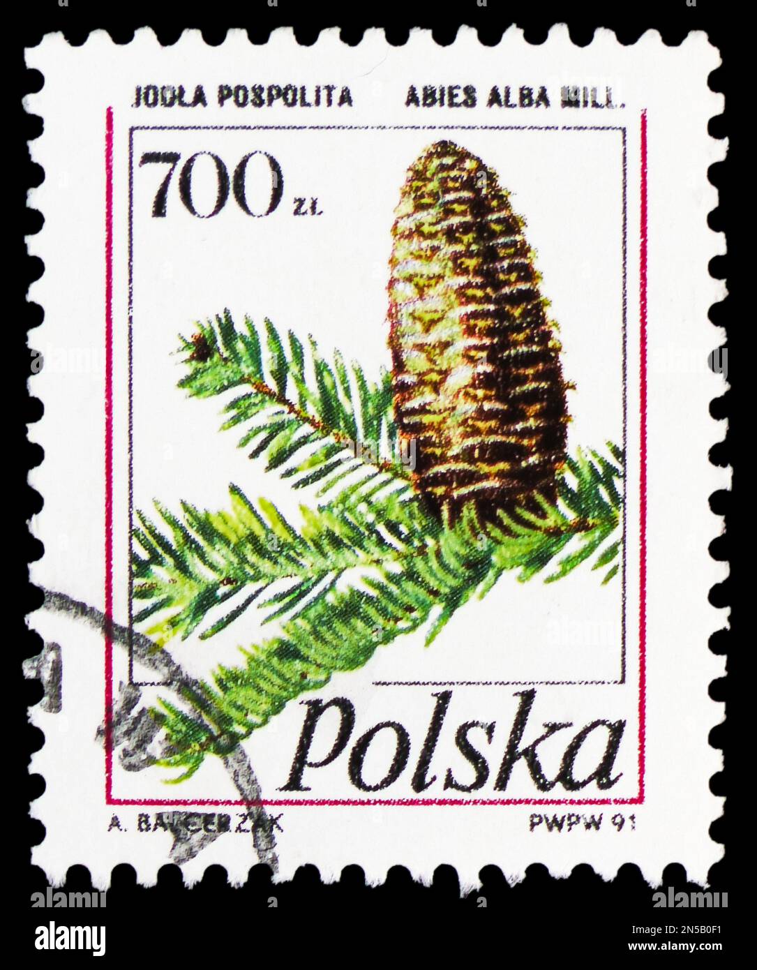 MOSCOW, RUSSIA - FEBRUARY 4, 2023: Postage stamp printed in Poland shows Silver Fir (Abies alba), Pine Cones serie, circa 1991 Stock Photo