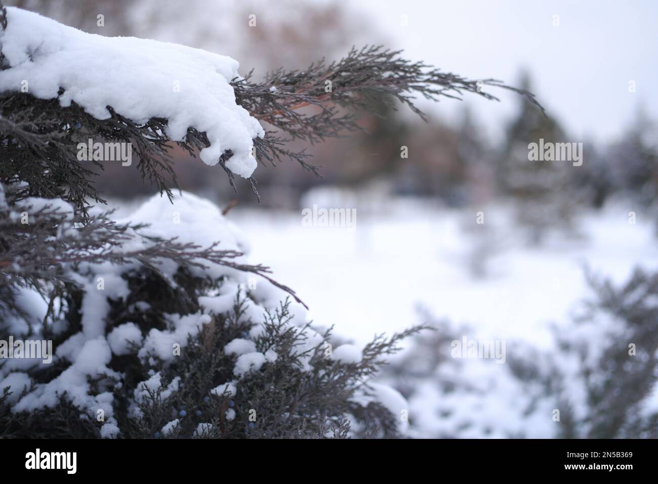 Pine trees and bushes under snow in winter. Winter view close up Stock