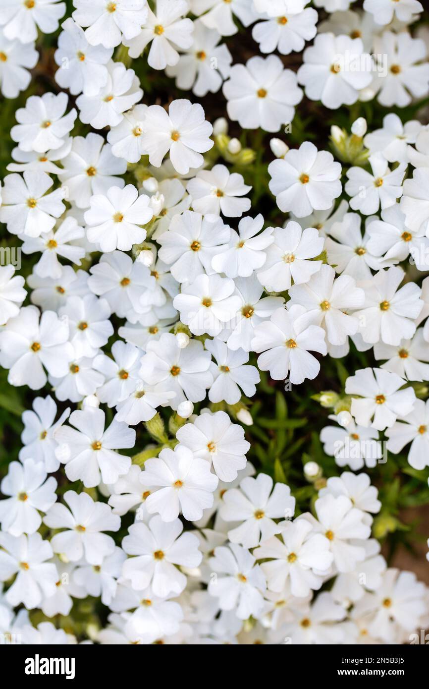 Creeping Phlox White Delight flowers. Phlox subulata flowers in the garden. Shallow depth of field macro Stock Photo