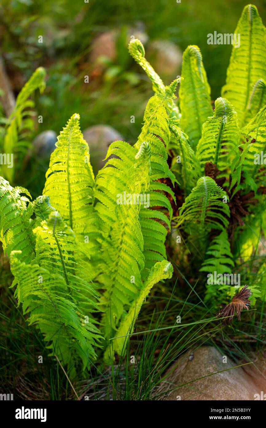 Wood fern plants growing in a garden, new growth of fronds in spring Stock Photo