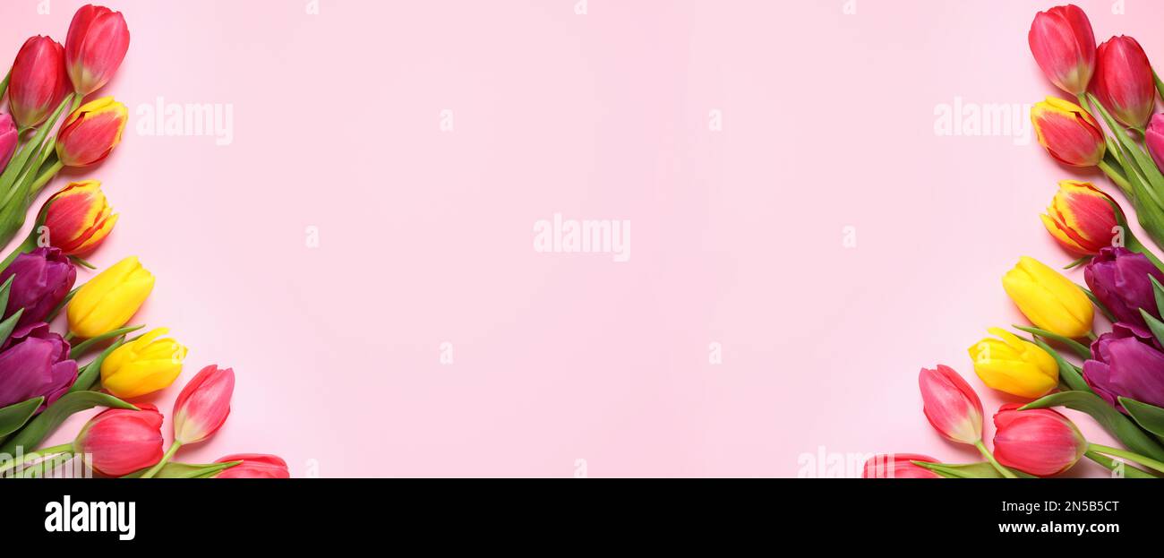 Flat lay composition with beautiful spring tulips and space for text on ...