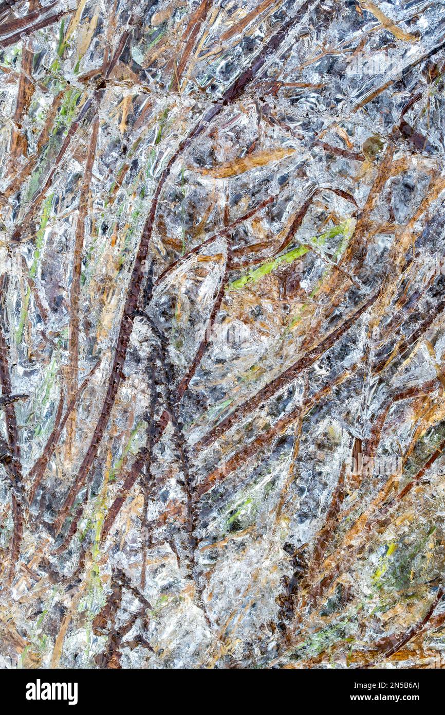 Grass frozen in crystal clear ice. Close-up. Background, texture, pattern. Template for an inscription. Icy spring nature Stock Photo