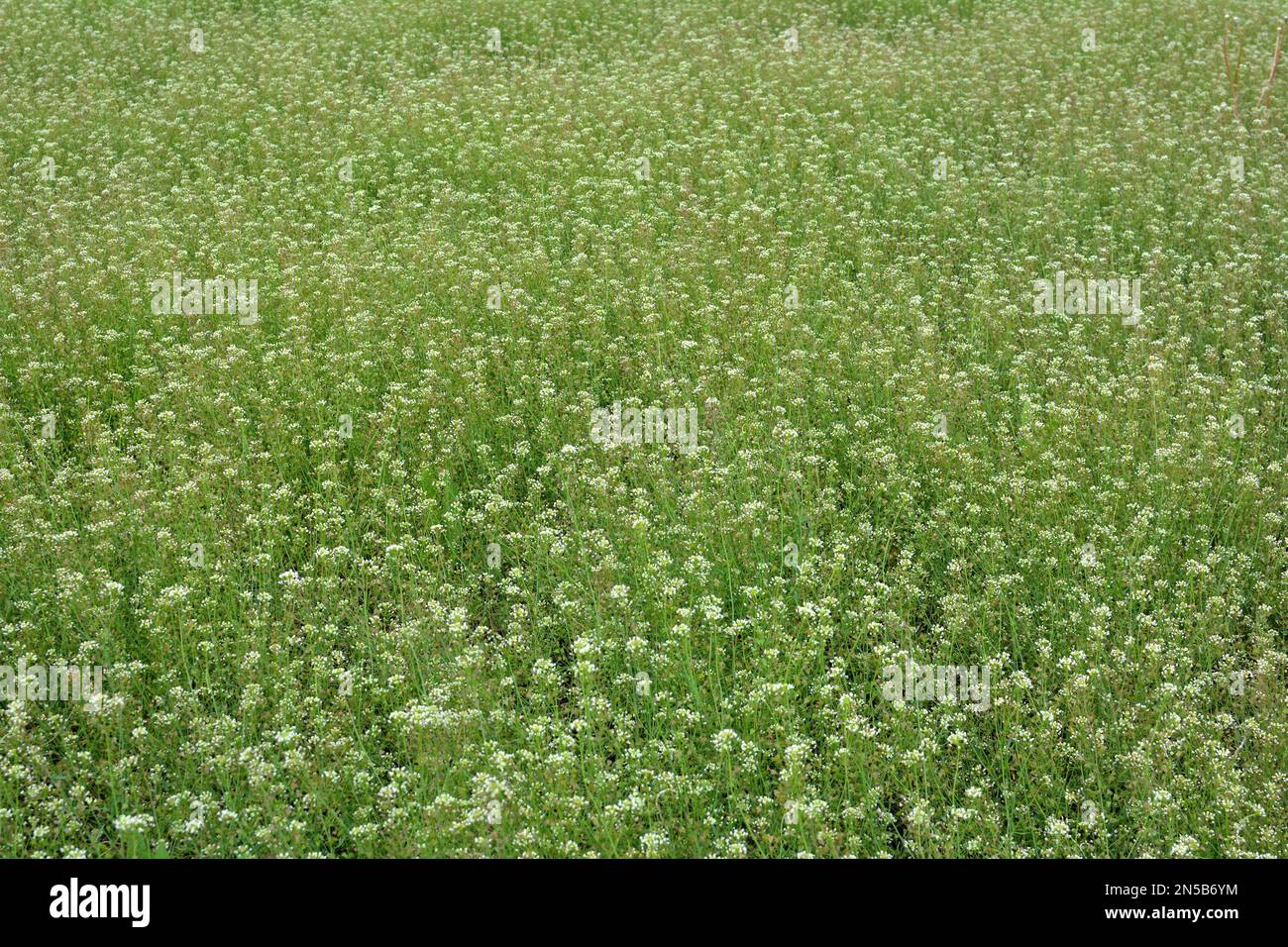 In nature, the field grow Capsella bursa-pastoris Stock Photo