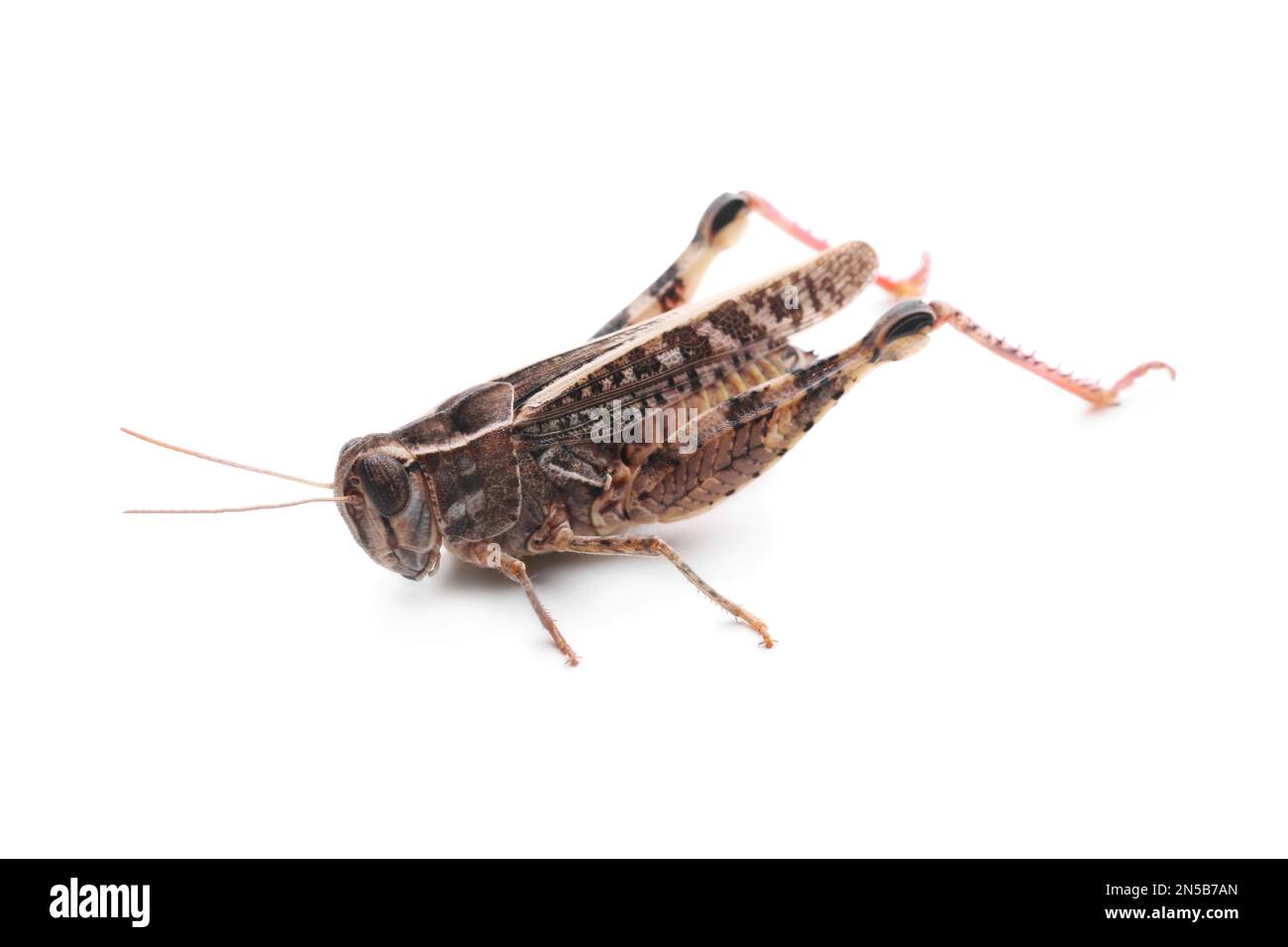 Common grasshopper isolated on white. Wild insect Stock Photo