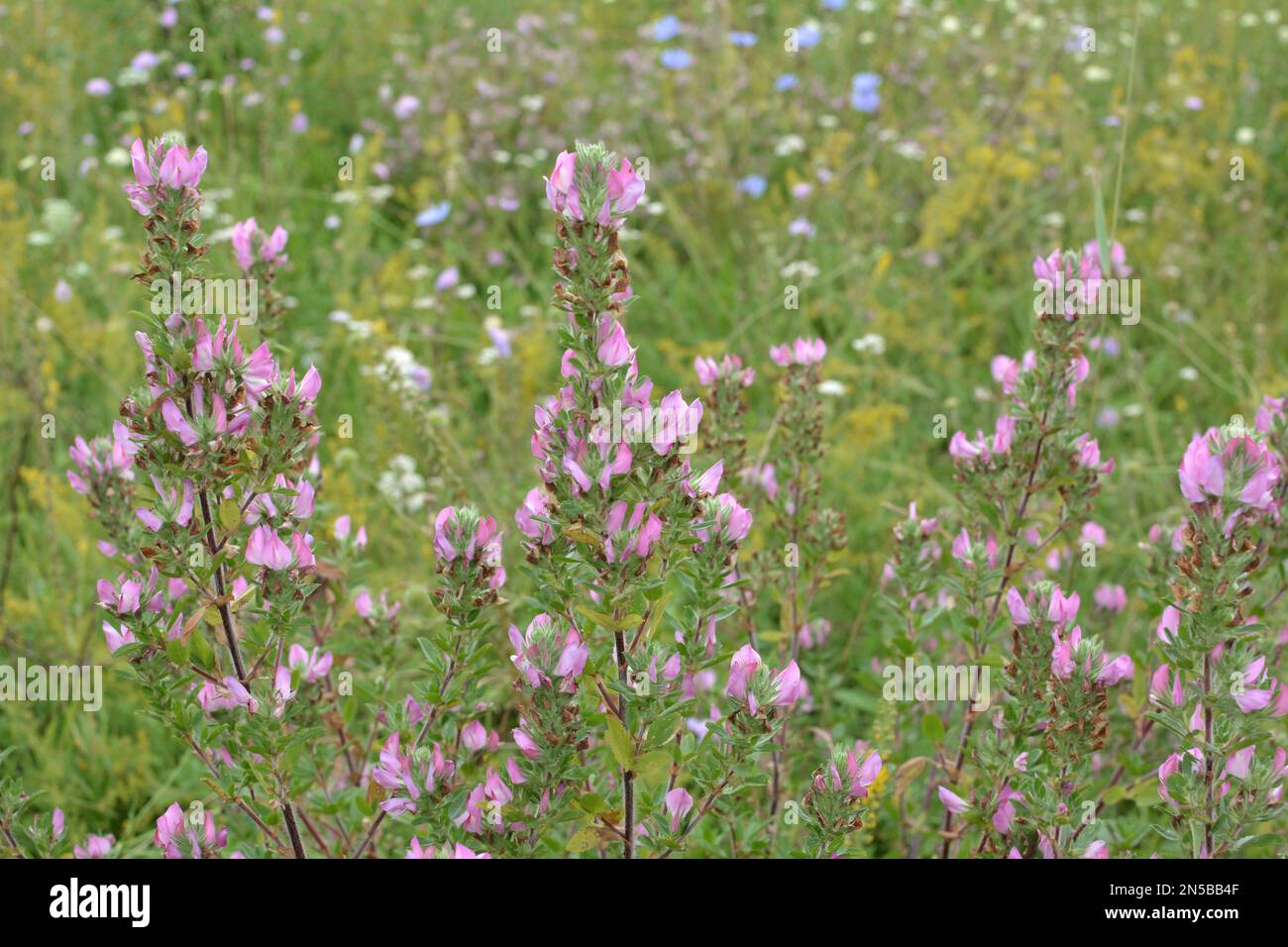 Ononis spinosa grows among grasses in the wild Stock Photo