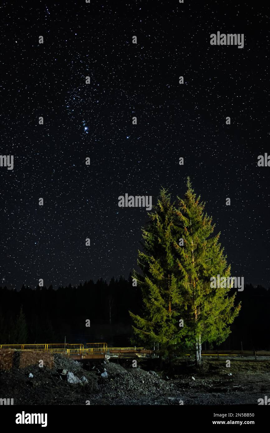European spruce (Picea abies) under a clear sky full of stars in Bucovina region of Romania Stock Photo