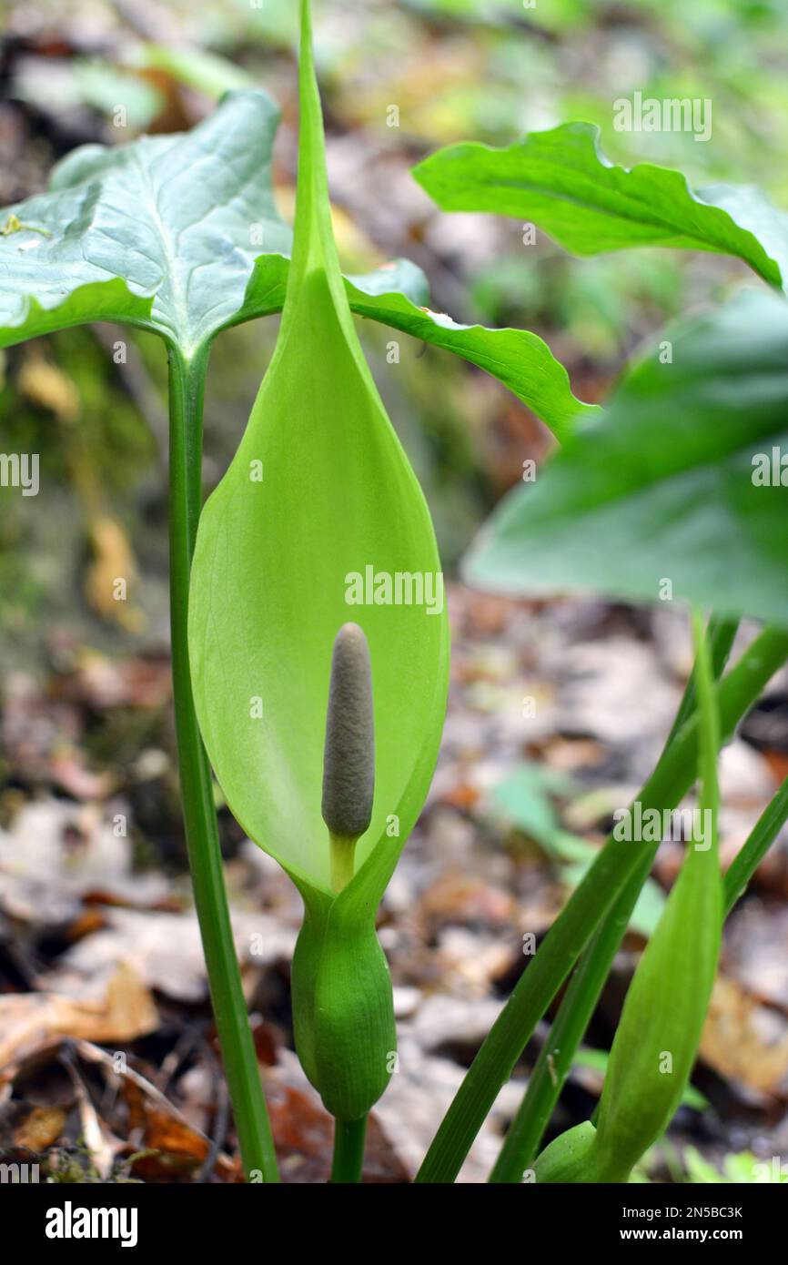 Arum besserianum in spring blooms in the wild in the forest Stock Photo ...