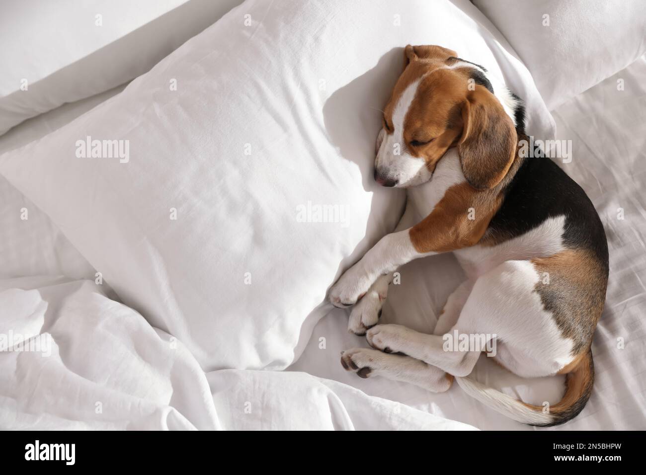 Cute Beagle puppy sleeping on bed, top view. Adorable pet Stock Photo ...