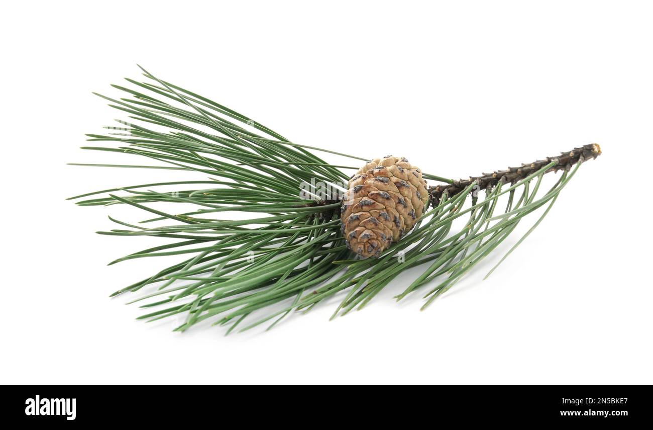 Green pine branch with cone isolated on white Stock Photo - Alamy