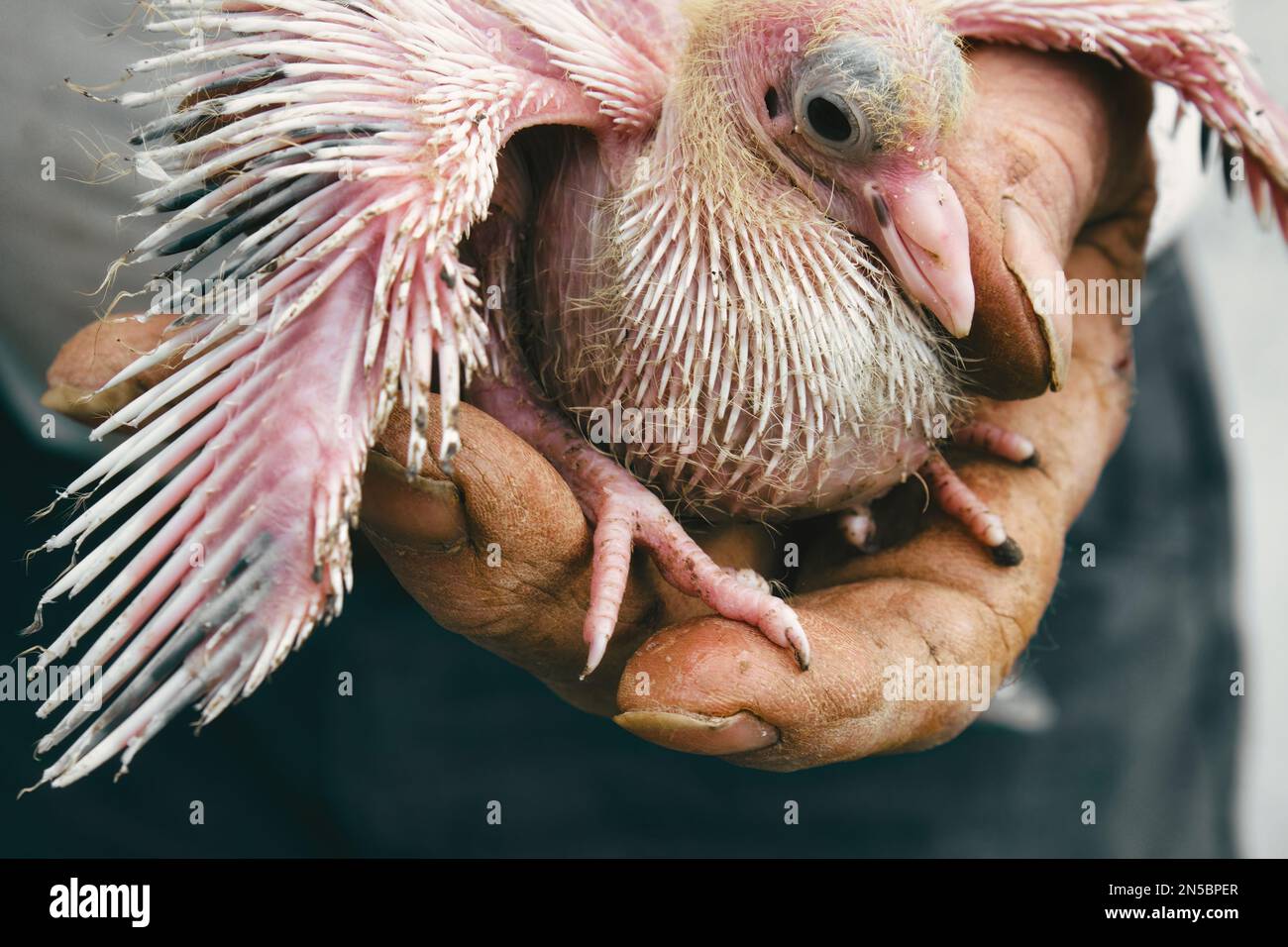 Close-up of a baby pigeon with no feathers being held in a person's hand Stock Photo