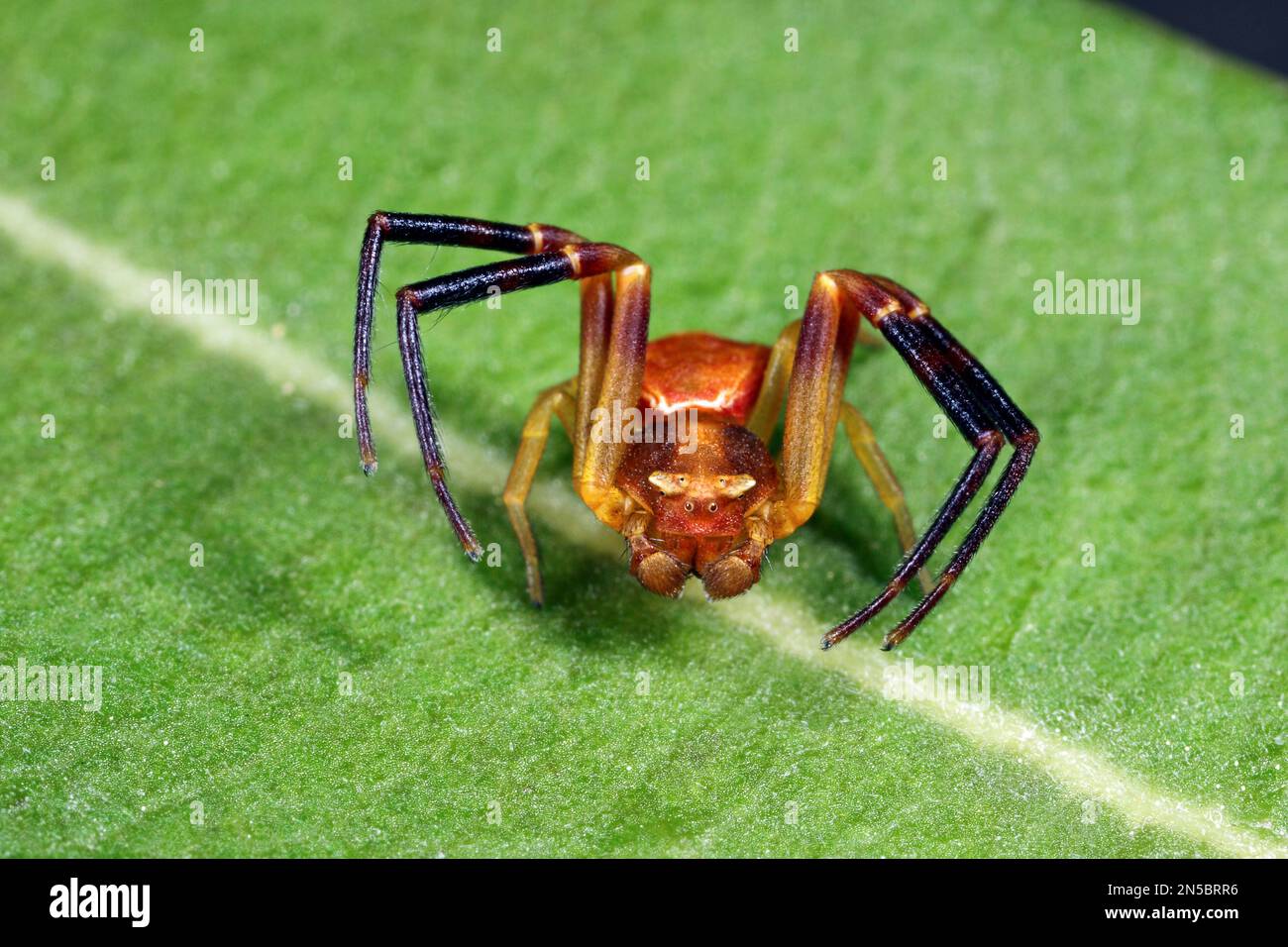 Crab Spider (Thomisus onustus), male on a plant, front view, Germany