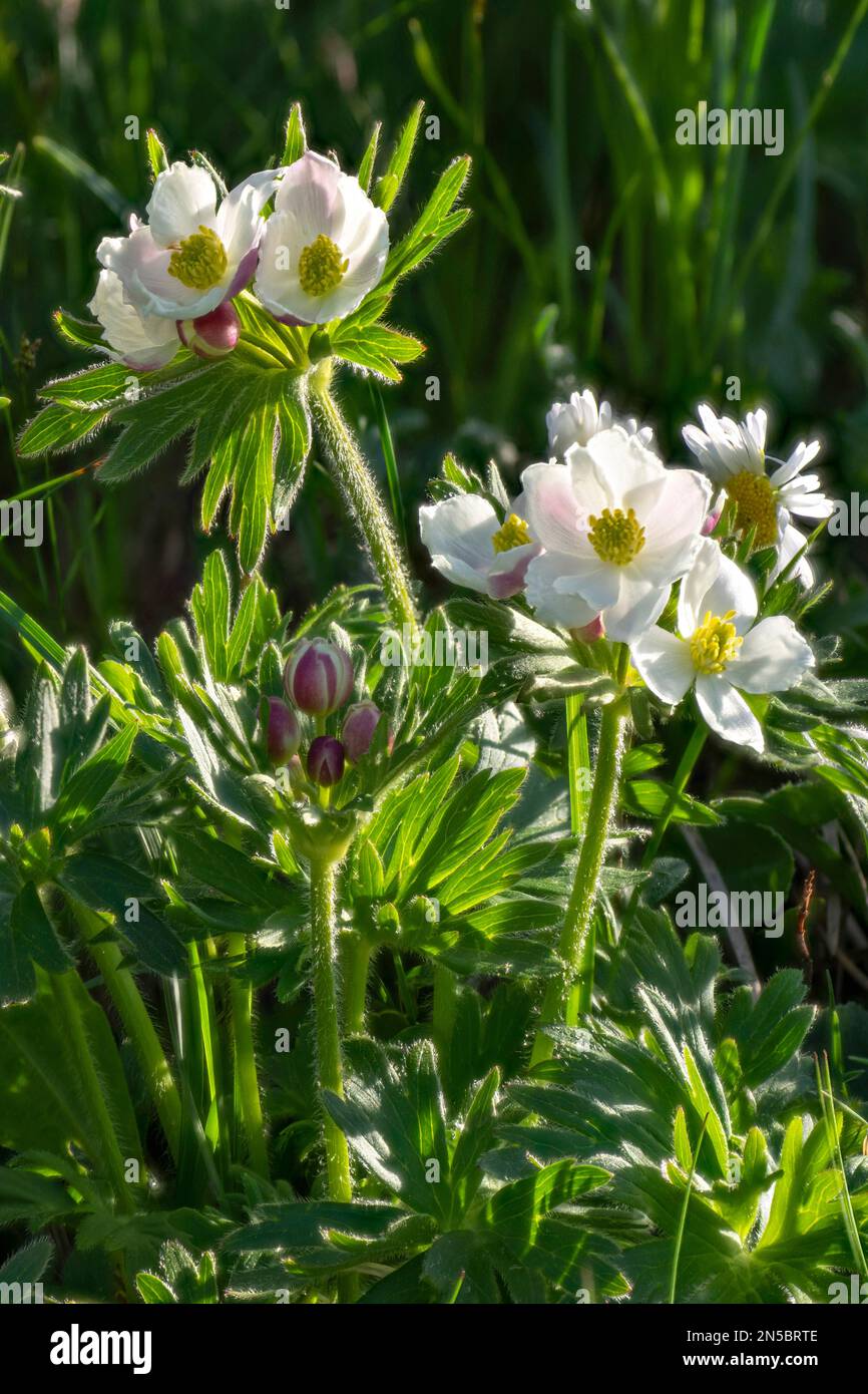 Narcissus anemone, Narcissus-flowered anemone (Anemone narcissiflora, Anemonastrum narcissiflorum), blooming, Austria, Tyrol, Lechtaler Alpen Stock Photo
