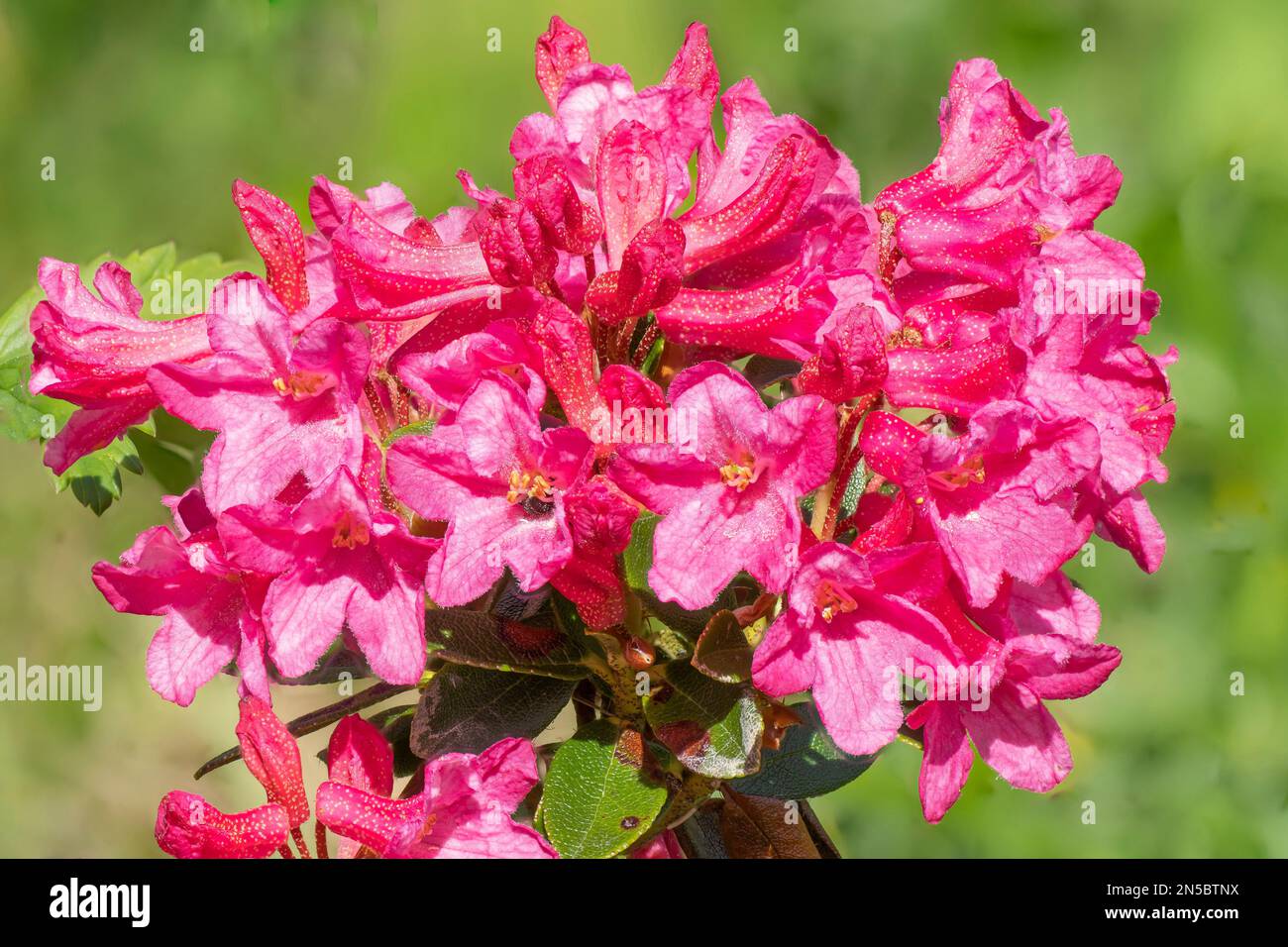 Rust-leaved alpine rose, snow-rose, snowrose, Rusty-leaved alpenrose, Rusty-leaved alprose (Rhododendron ferrugineum), blooming, Austria, Tyrol, Stock Photo