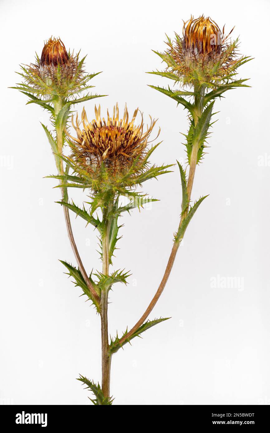 Carline thistle (Carlina vulgaris), blooming, cutout, Germany, Bavaria Stock Photo