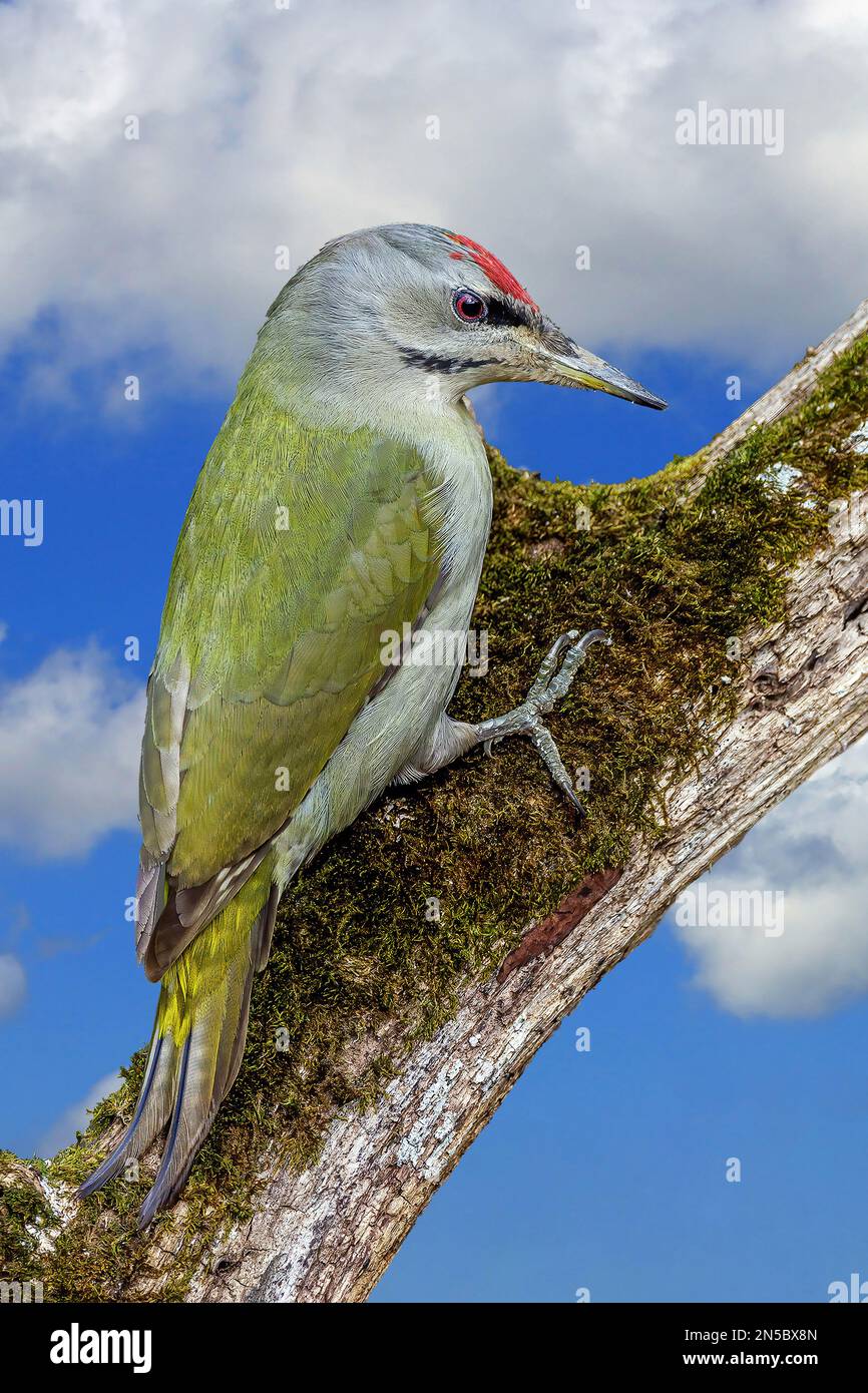 grey-faced woodpecker (Picus canus), male on a branch, Germany, Baden-Wuerttemberg Stock Photo